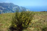 258-Dal Monte Comune,Vettica di Praiano,aprile 1990